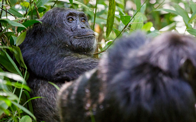 Chimpanzee tracking with gorilla trekking