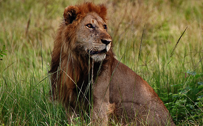 Lion in Queen Elizabeth National Park
