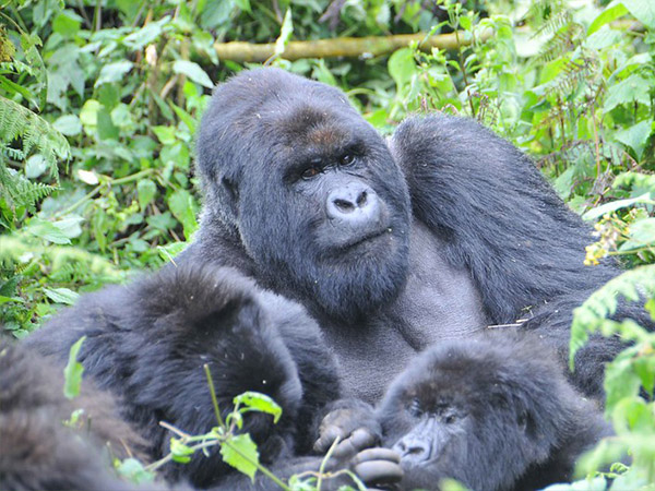 3 days Rwanda gorilla