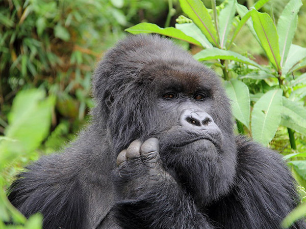 2 Days Uganda Gorilla Tour