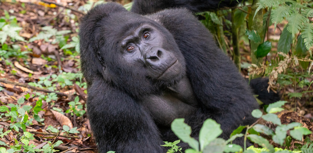 Mountain gorilla in Bwindi forest