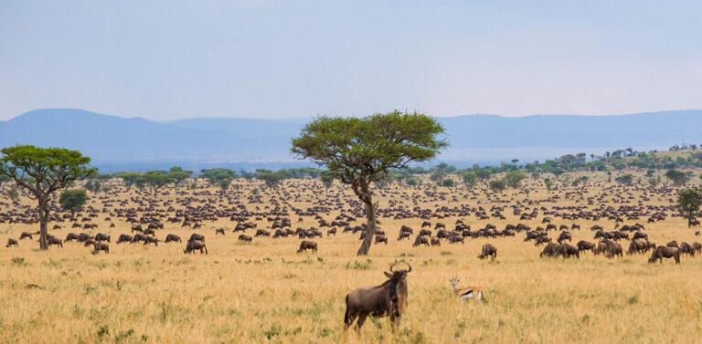Top 10 Safari Destinations in Tanzania