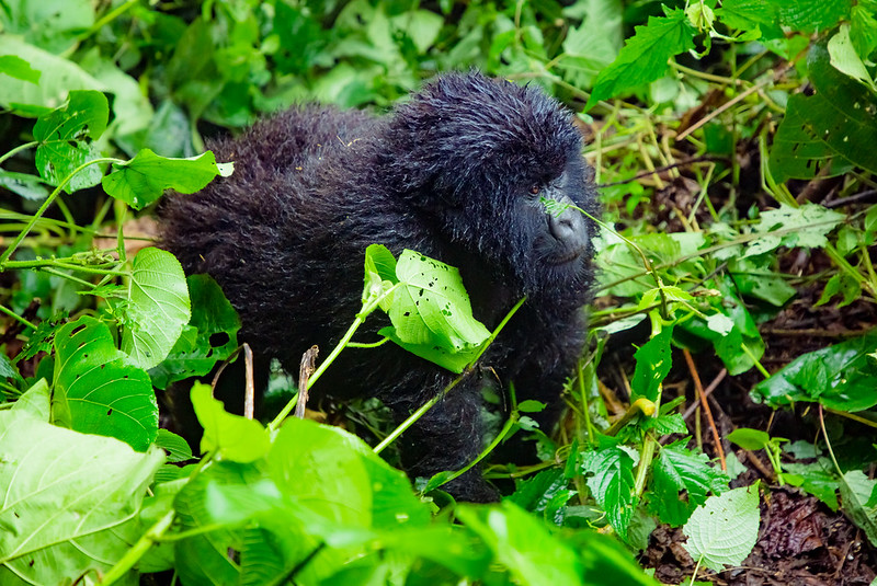 Top 5 Safari Destinations in East Africa