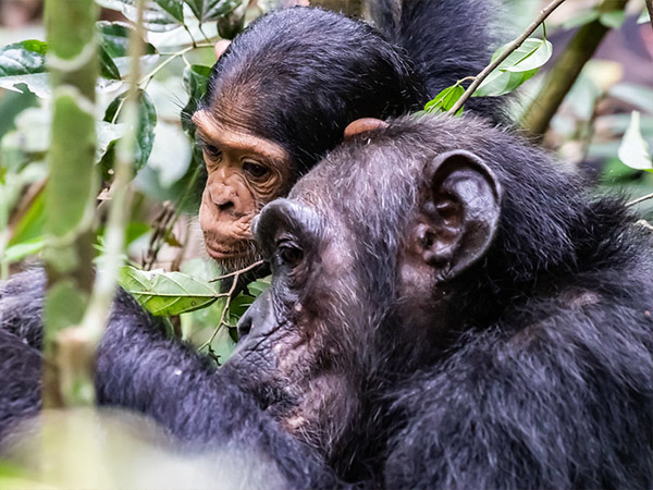 13-DAYS-UGANDA-GORILLA-TREKKING (1) 13-DAYS-UGANDA-GORILLA-TREKKING (1)