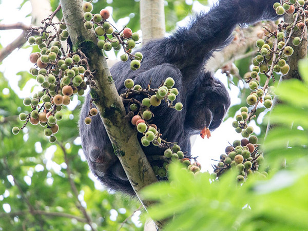 15-DAYS-RWANDA-UGANDA-SAFARI 15-DAYS-RWANDA-UGANDA-SAFARI