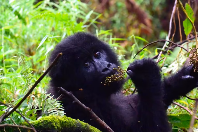 Why Choose Uganda for Gorilla Trekking?