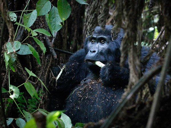 3-DAYS-BWINDI-GORILA-TREK 3-DAYS-BWINDI-GORILA-TREK