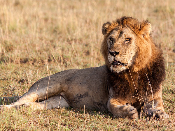relaxing lion relaxing lion