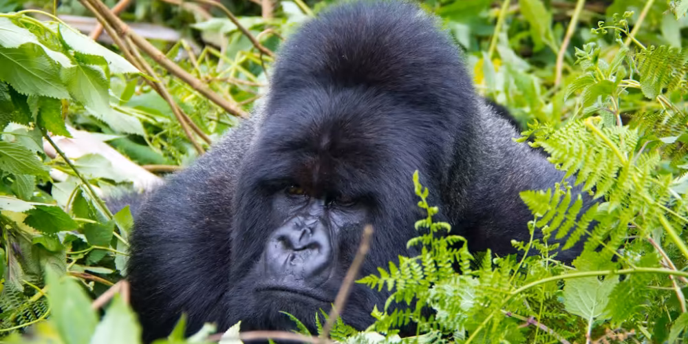 Is gorilla trekking in Uganda ethical