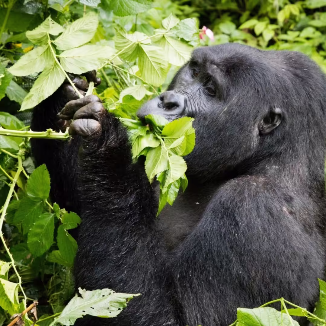 Gorilla Habituation Experience in Uganda.