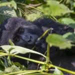 How Many Days for Gorilla Trekking in Uganda?