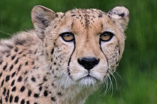 conservation efforts to protect these animals