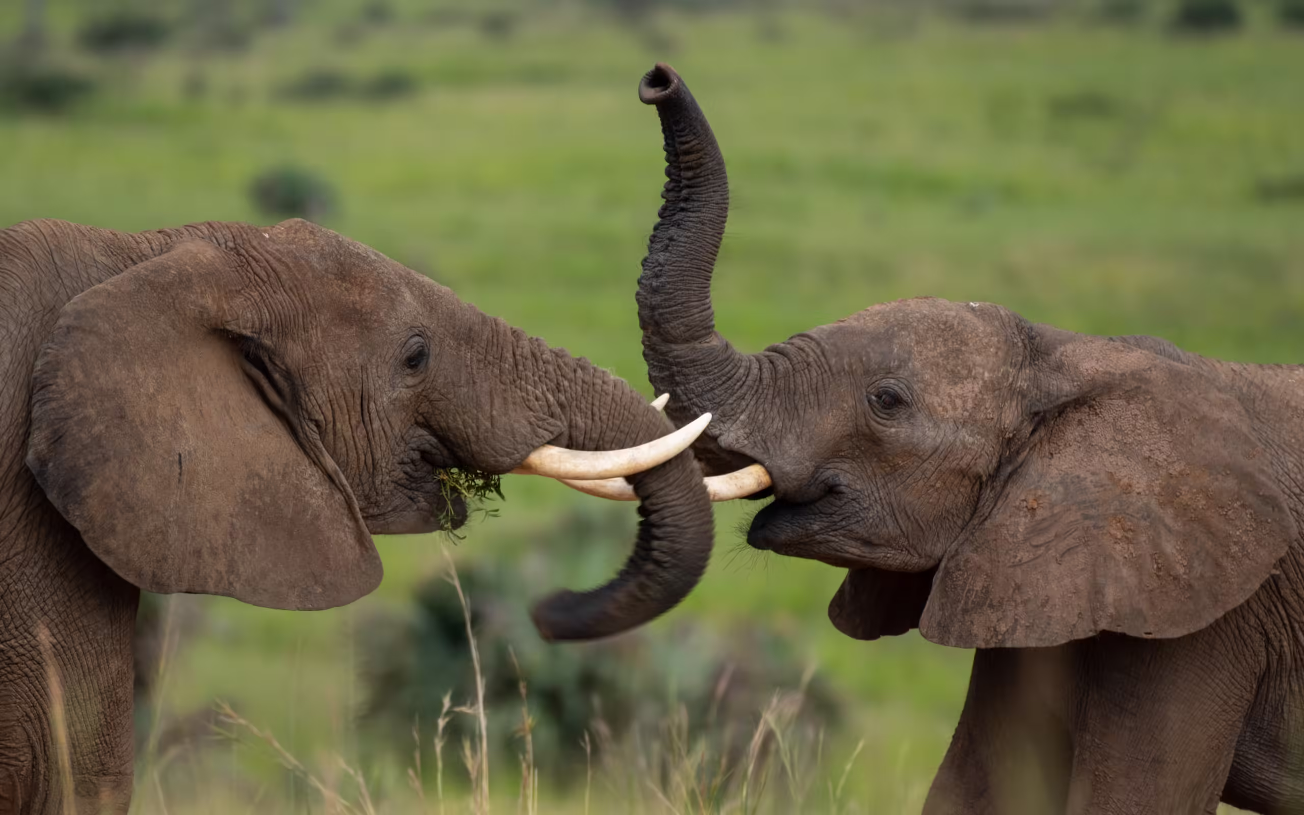 Conservation Efforts for Elephants in Uganda