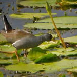 The ideal time to visit Lake Bisina for Bird watching and How to Get There.