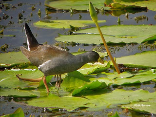 The ideal time to visit Lake Bisina for Bird watching and How to Get There.