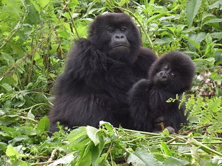 The Best Time of Year to See Gorillas in Uganda.