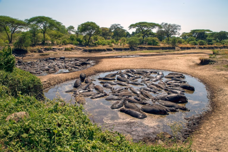 Discover the Wonders of Ruaha National Park: Tanzania’s Hidden Gem