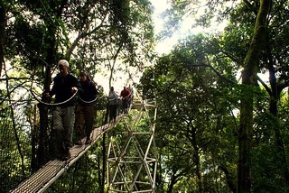 Canopy Walks in Nyungwe Forest