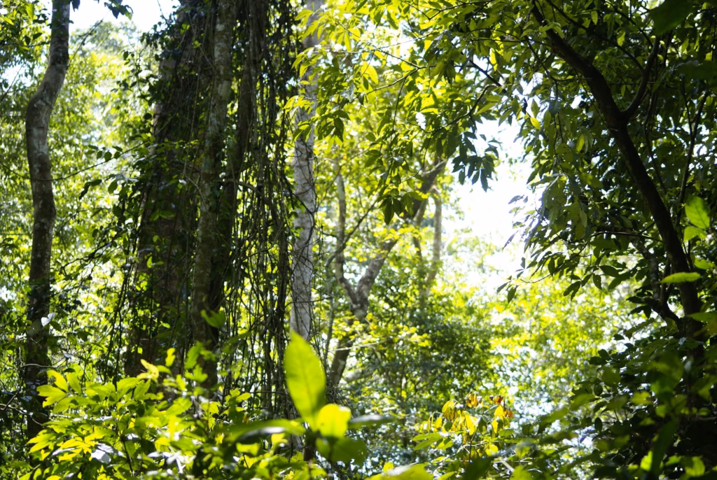 Mabira Forest-Tropical Rainforest.