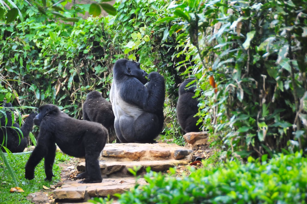 What to Know About Bwindi Impenetrable National Park