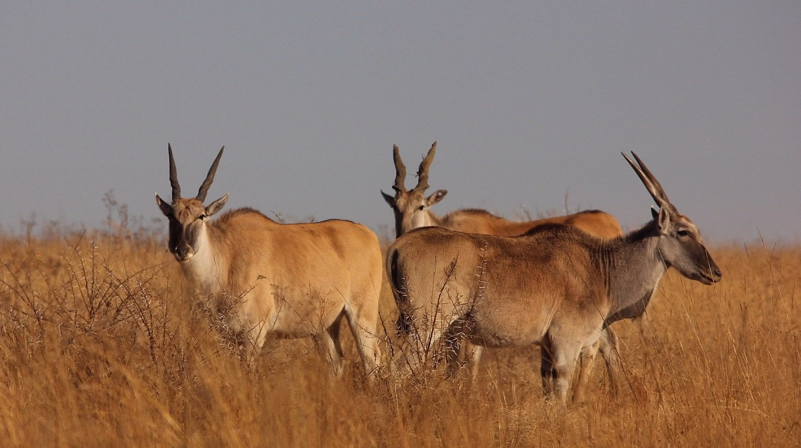 African animals with horns