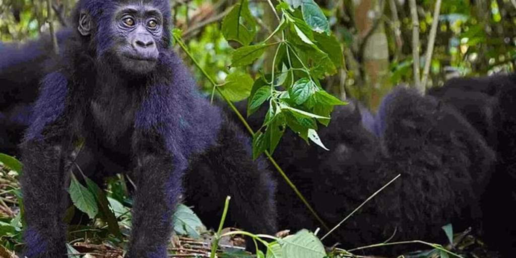 Uganda Gorilla Tour in Bwindi Impenetrable Forest National Park