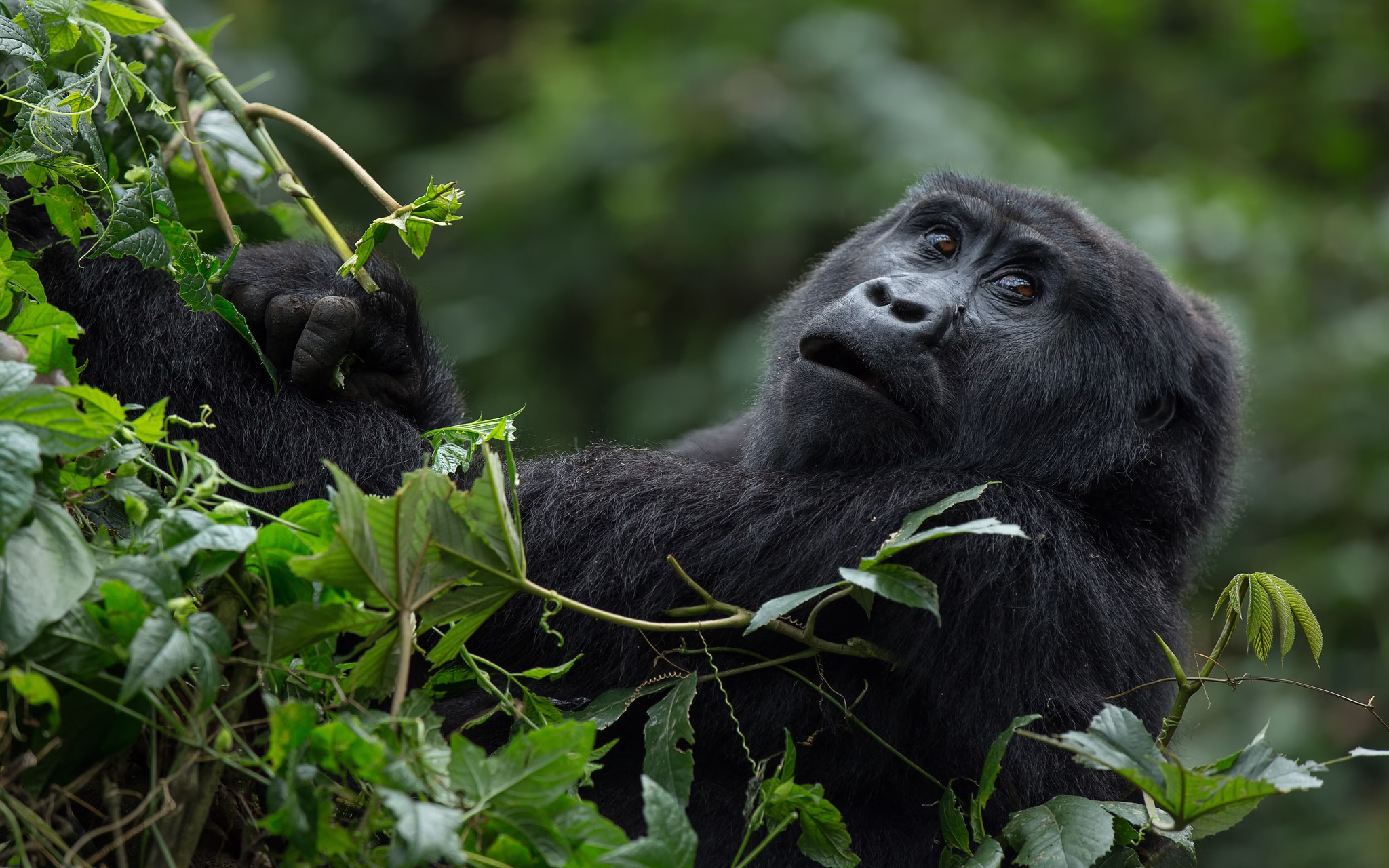 Gorilla Trekking from Queen Elizabeth National Park