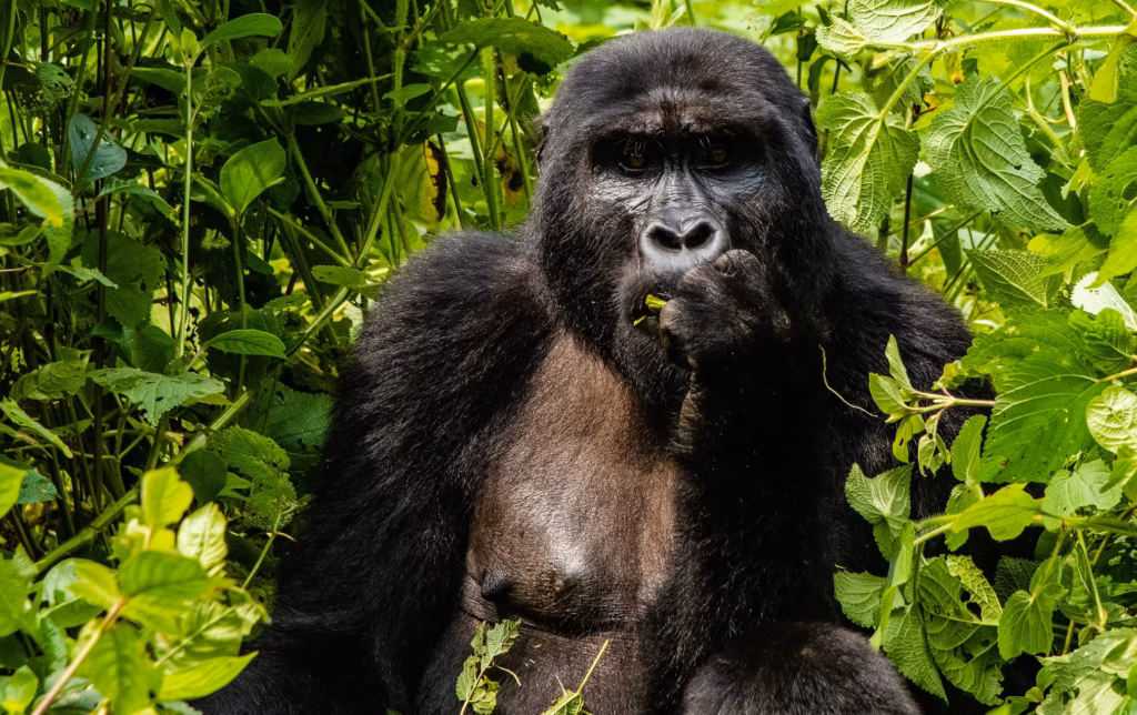 Getting a Gorilla Permit in Congo