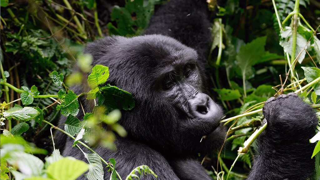 Last-Minute Gorilla Trekking Safari Rwanda