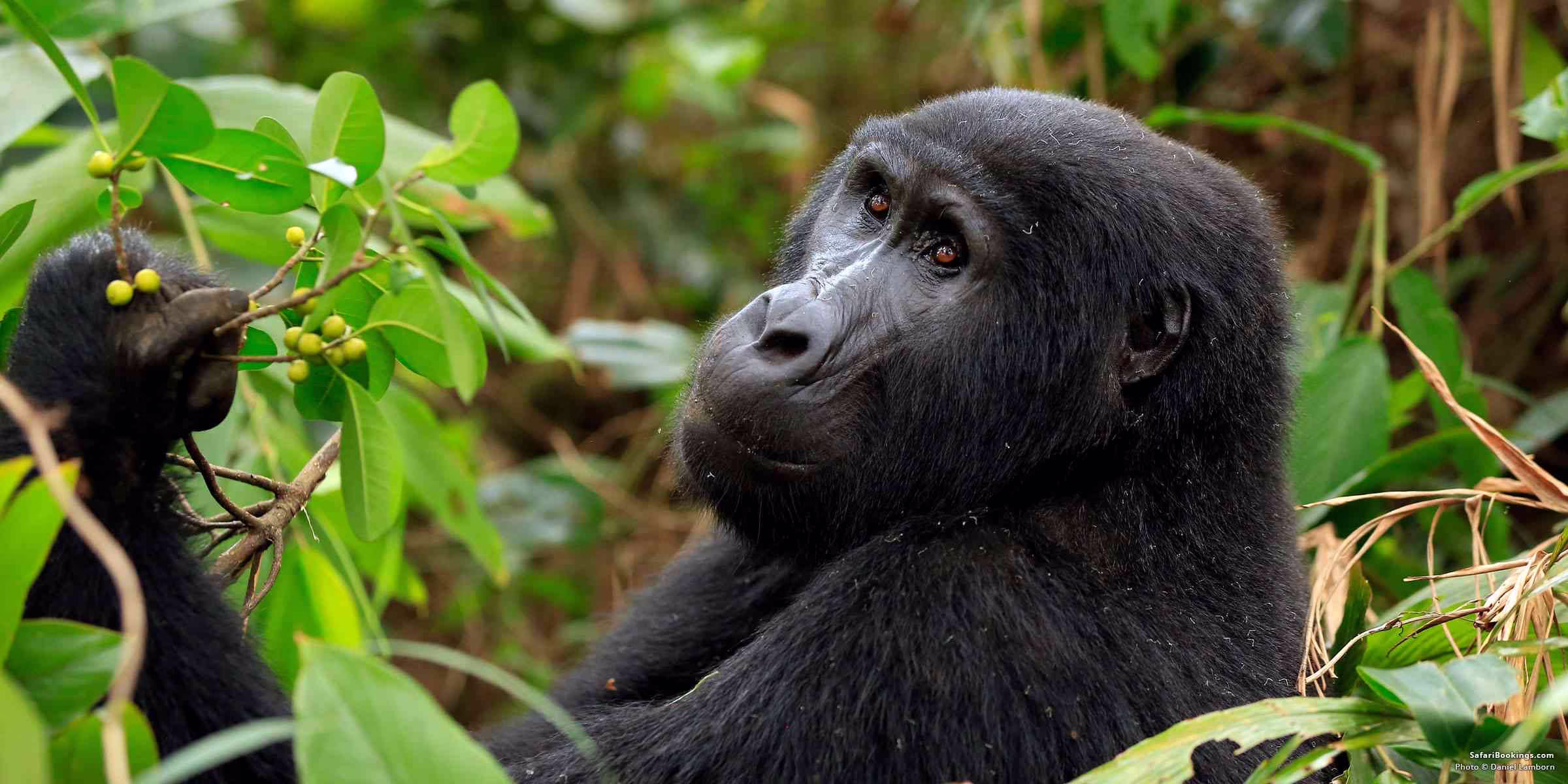 Mgahinga Gorilla National Park