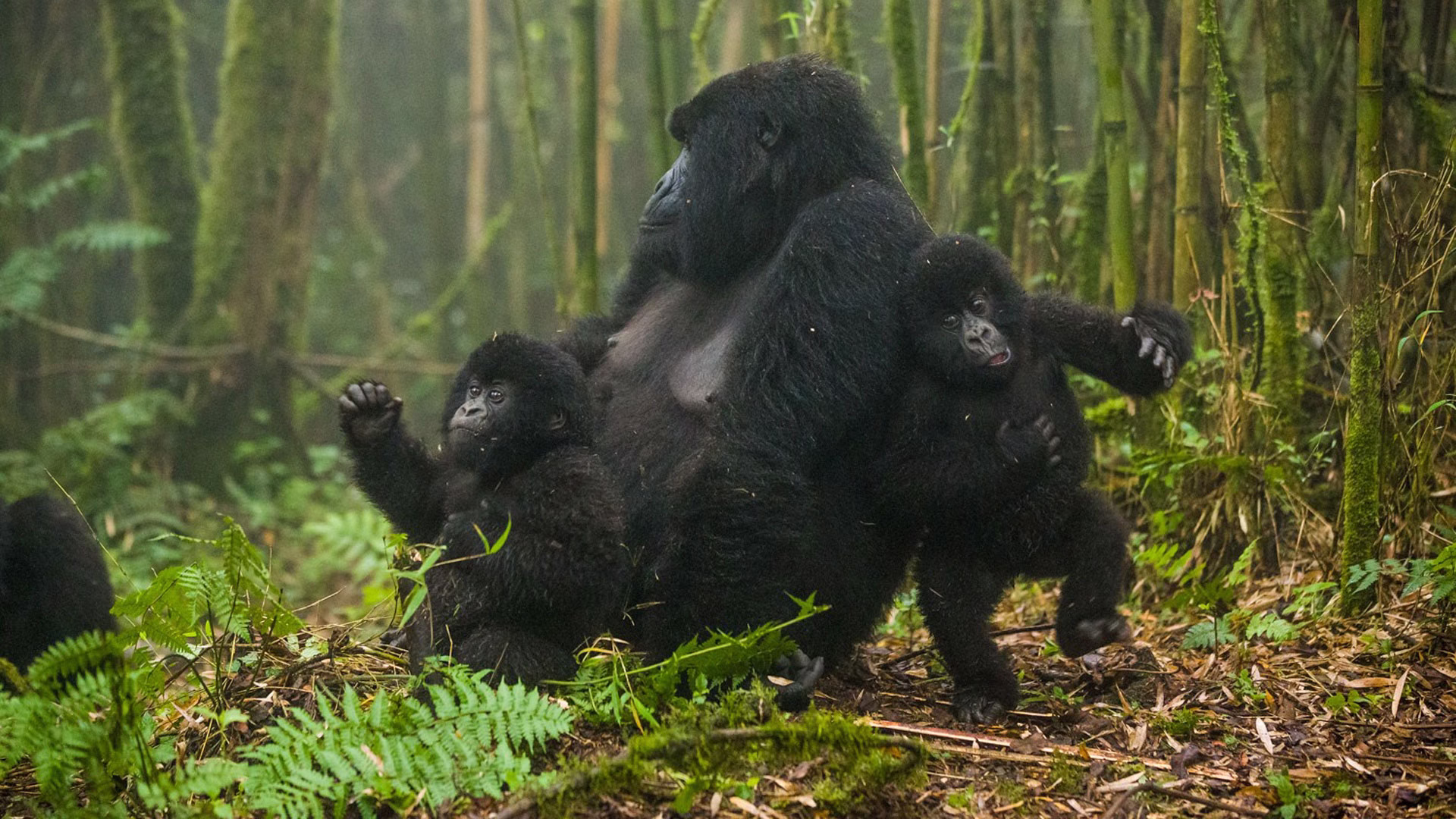 Hirwa Gorilla Family