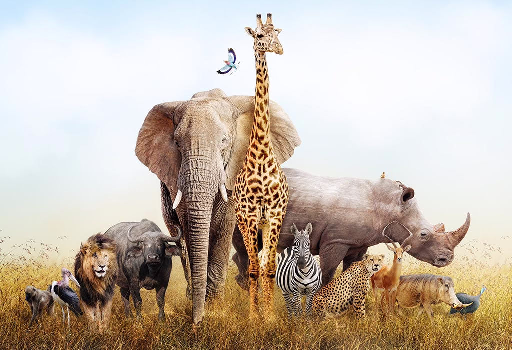 African animal facts