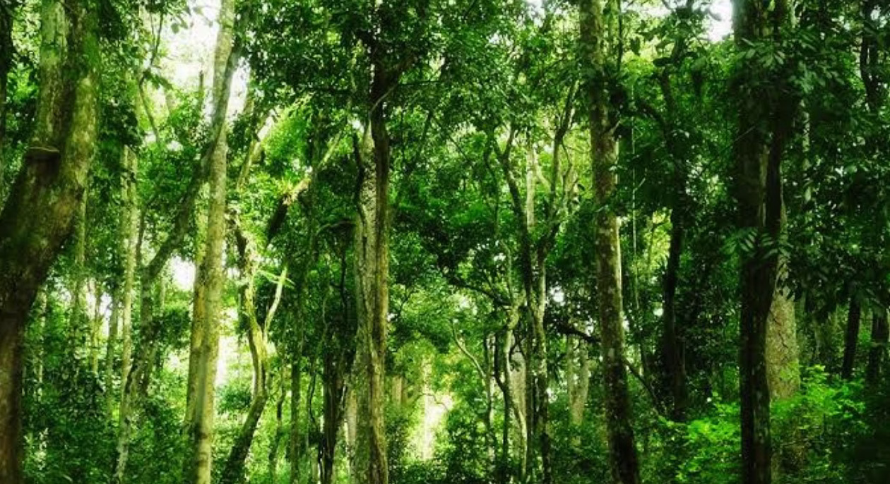 Kaniyo Pabidi Forest