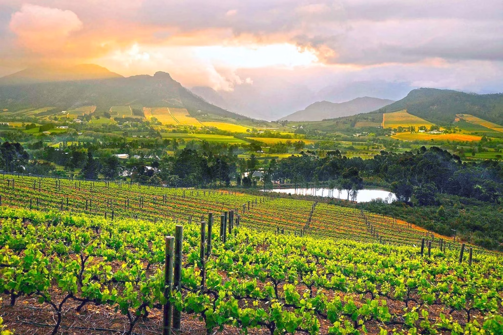 Wine Tours of South Africa