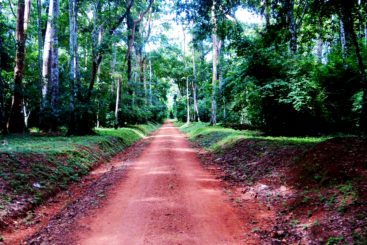 Budongo Forest