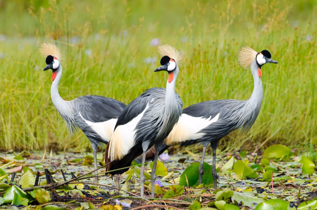 The Crested Crane: Uganda’s National Emblem Bird