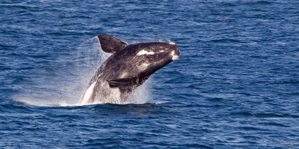 5 Fascinating Facts About Southern Right Whales