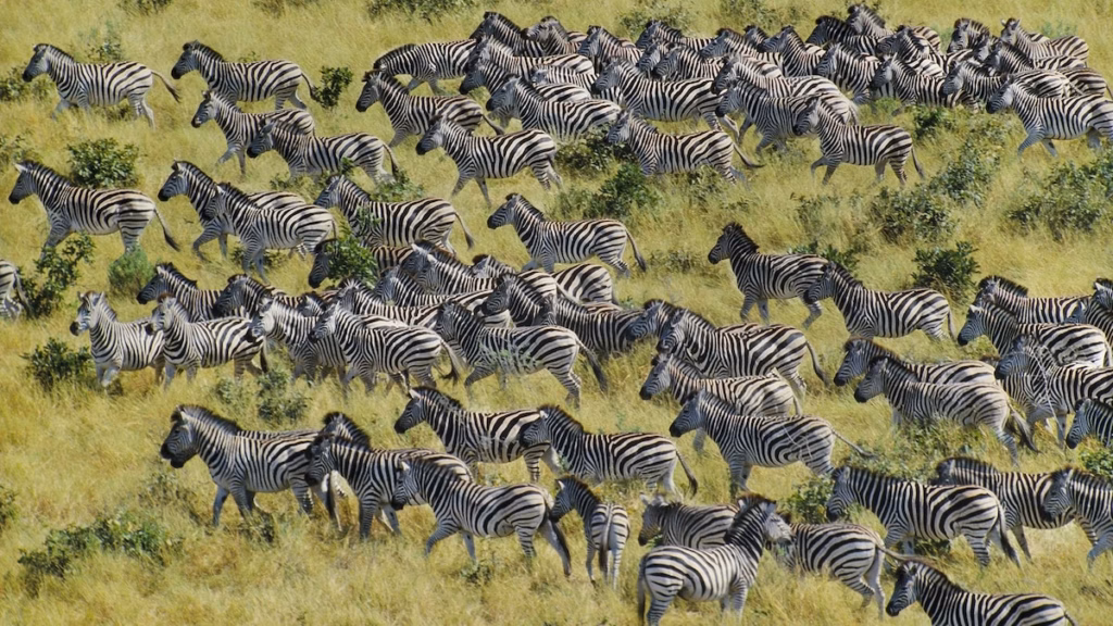 Wildlife Migrations in Africa