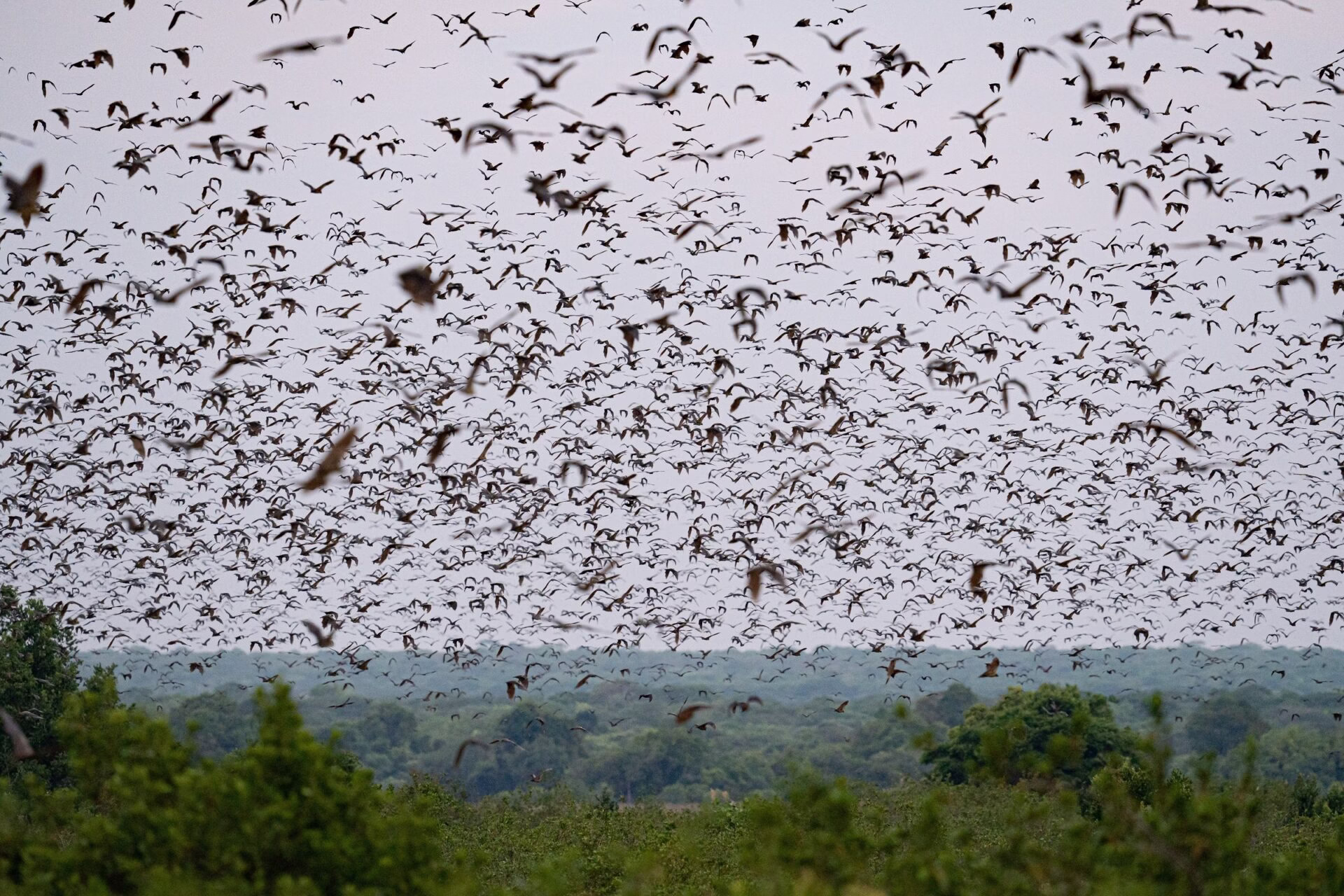 Wildlife Migrations in Africa