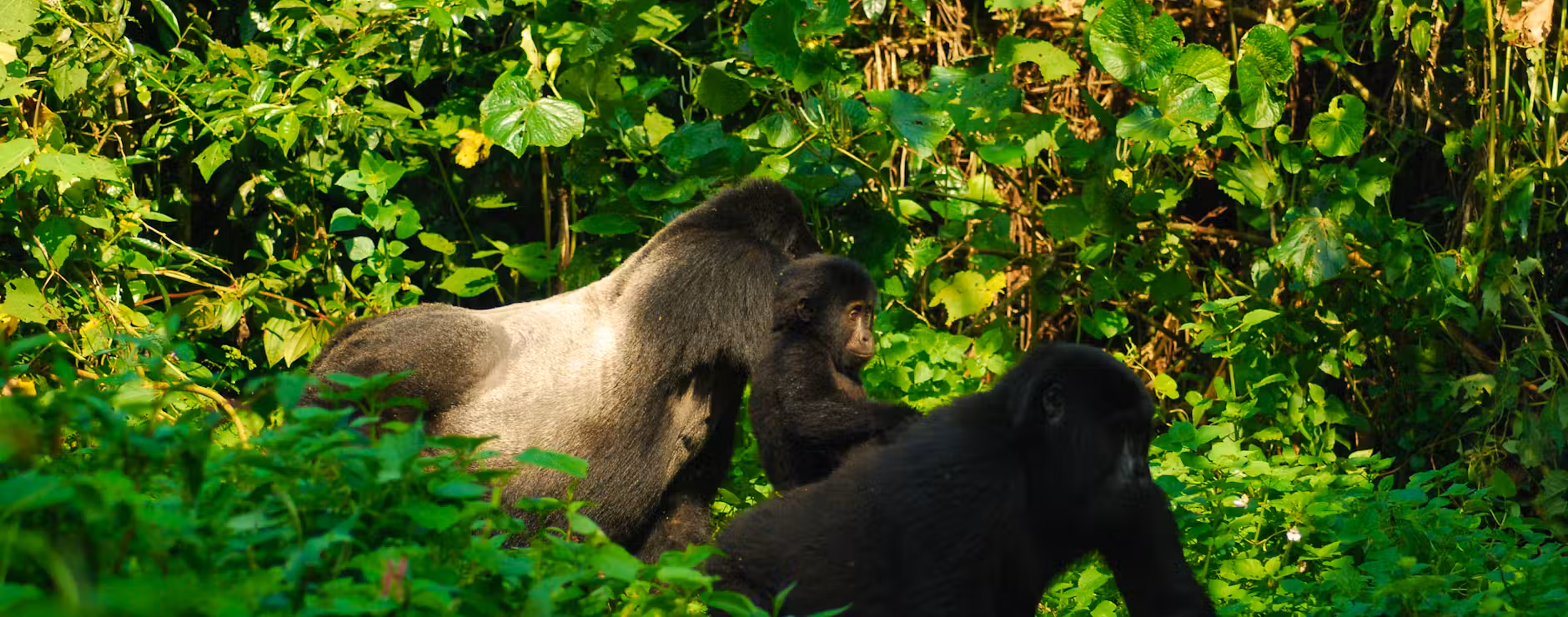 Uganda Safari Experiences