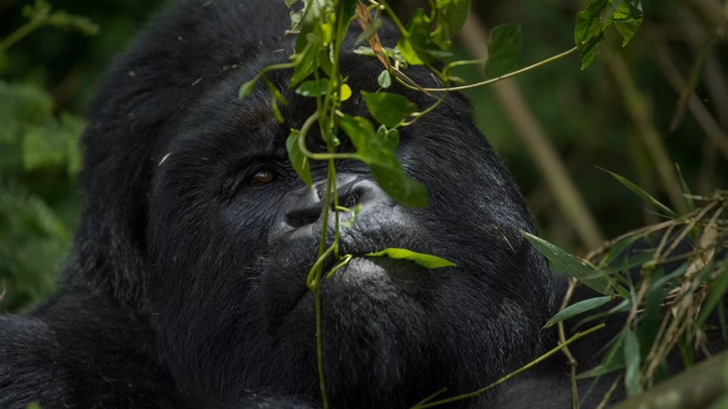 Chances of Seeing the Mountain Gorillas.