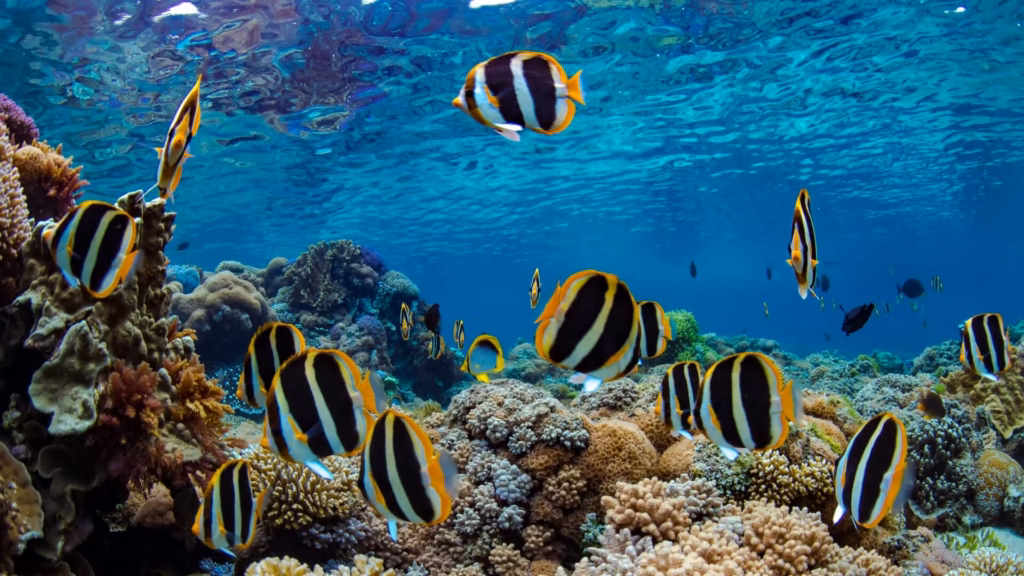 Mombasa Marine National park.