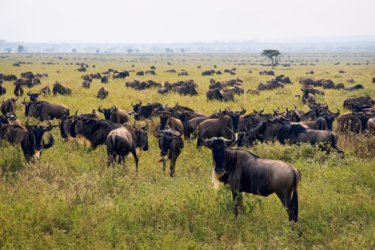 Savannah Game Drive