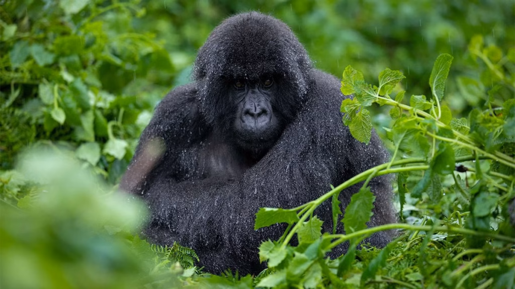 Rwanda’s Best Eco-Tourism Experiences