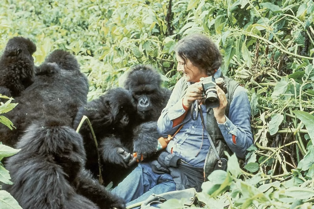 Why Tourists Should Avoid Taking Selfies with Gorillas