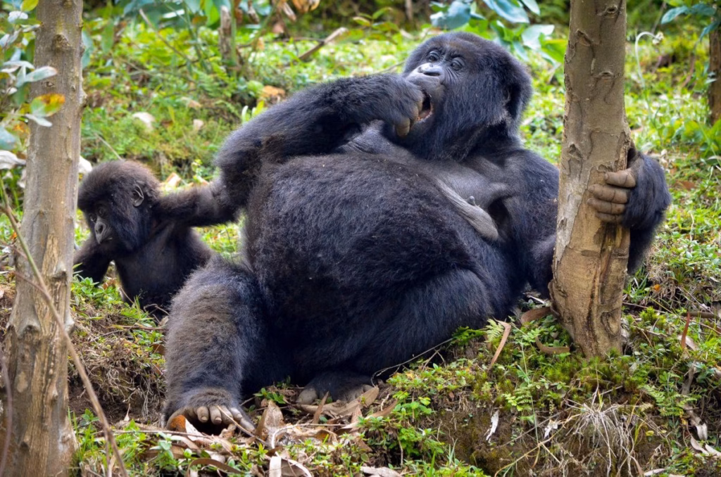 Facts About Mountain Gorillas