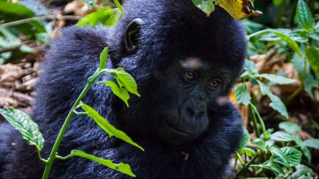 Ethical Considerations of Gorilla Trekking