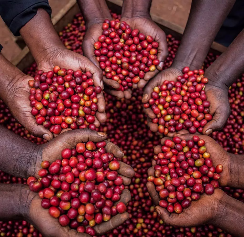 Coffee Tours in Uganda
