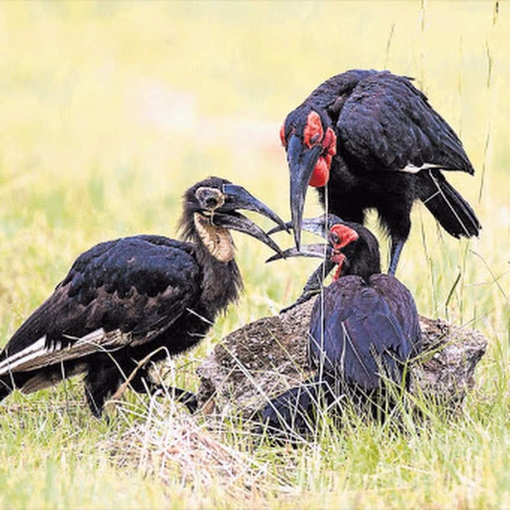 7 Interesting Facts About the Ground Hornbill