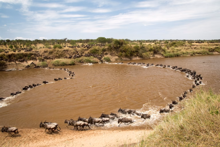 Which Is Better: Kenya vs Uganda Safaris?
